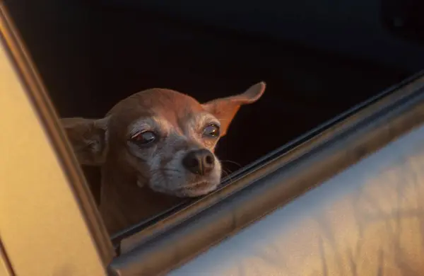 Kahverengi bir köpek yavrusu arabanın camından gün batımını seyrediyor. 