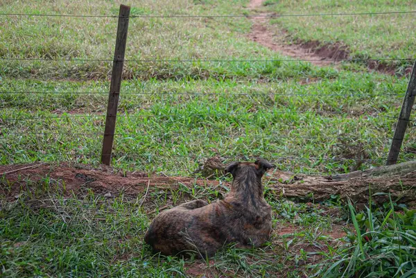 Kahverengi köpek çitin yanındaki çimlere uzanıp çiftlik girişine bakıyor. 