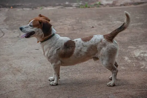 Sokaktaki küçük beyaz ve kahverengi köpek, dili dışarıda ve kuyruğunu sallayarak ileriye bakıyor.