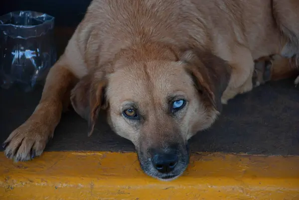Bir gözü kahverengi, bir gözü mavi olan büyük bir köpek. 