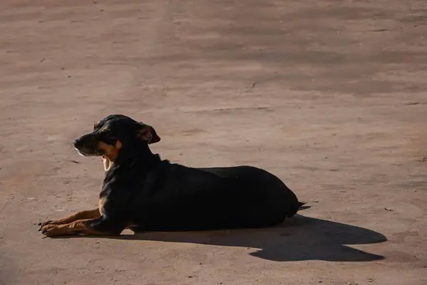 Orta boylu, siyah, karamelli göğüslü, yere uzanmış, ışığa karşı. 