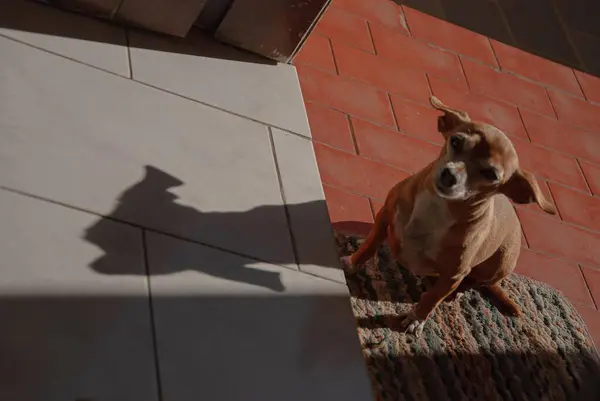 Kahverengi ve beyaz köpek yavrusu ışığa karşı kapıda oturuyor ve yerde gölgesi olan fotoğrafçıya bakıyor. 