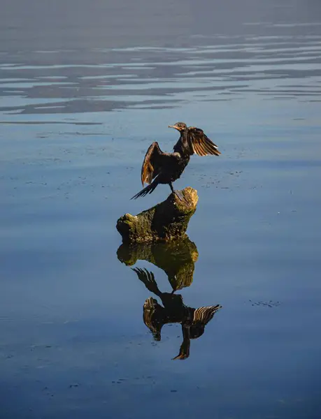 Kara bir kuş, karabatak, Phalacrocorax brasilianus, bir kütüğün üstüne tünemiş, suda bir yansıması var.