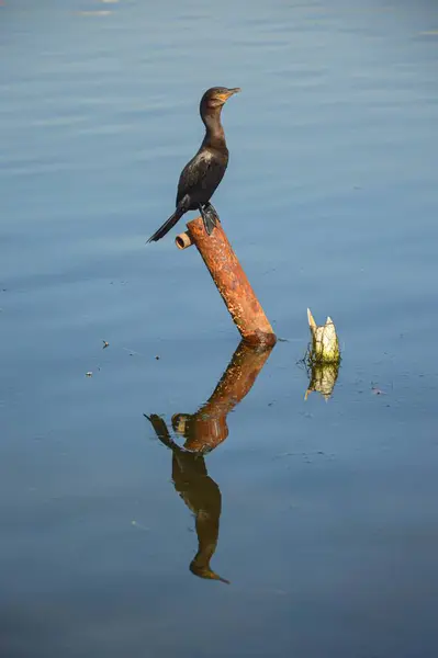 Kara bir kuş, karabatak, Phalacrocorax brasilianus, bir kütüğün üstüne tünemiş, suda bir yansıması var.