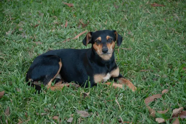 Sarı göğsü olan küçük siyah köpek çimlerin üzerinde uzanmış merakla bekliyor.