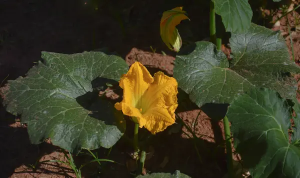 Kırsaldaki tarlada sarı bir balkabağı çiçeği yeni bir meyveyi işaret ediyor.