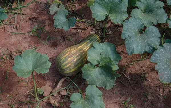 Markette yeşil yapraklı bir balkabağı meyvesi