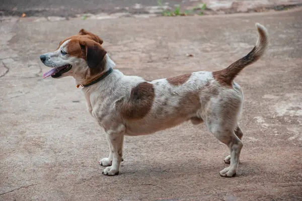 Vücudunda kahverengi lekeler olan küçük beyaz köpek, sokaklarda merakla sonsuzluğa bakıyor.