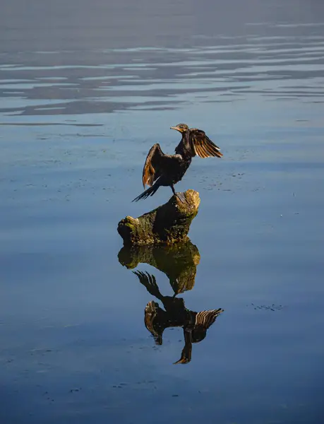 Brezilya 'da karabatak adı verilen bir kuş, bir yaz öğleden sonra kendini gölde bir taşın üzerinde kurutuyor.