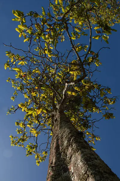 Geniş gövdeli uzun ağaç ve mavi gökyüzünü kaplayan sarı ve yeşil yapraklı geniş taç.
