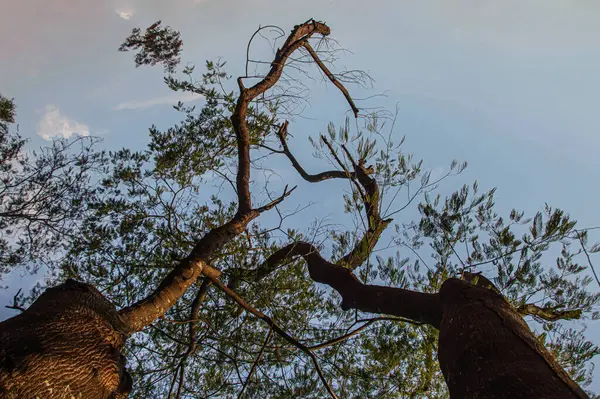 Tepenin tepesinde birbirine dolanmış eğri dalları olan iki ağaç komşunun kucaklaşması gibi.