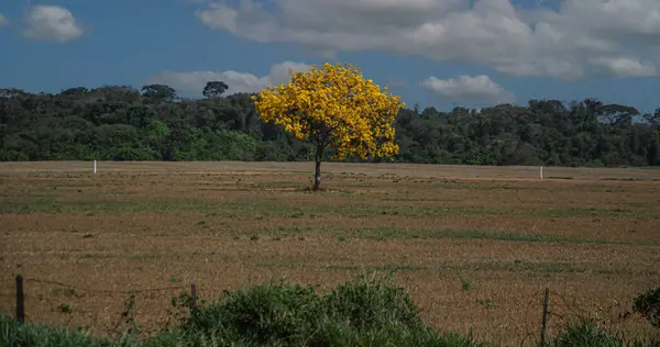 Arka planda orman bulunan alçak bitki örtüsü ve baskın sarı ipe ağacıyla açık alan.