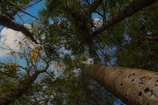 Dalları ve renkli yapraklarıyla aşağıdan görünen birkaç ağaç gövdesi.