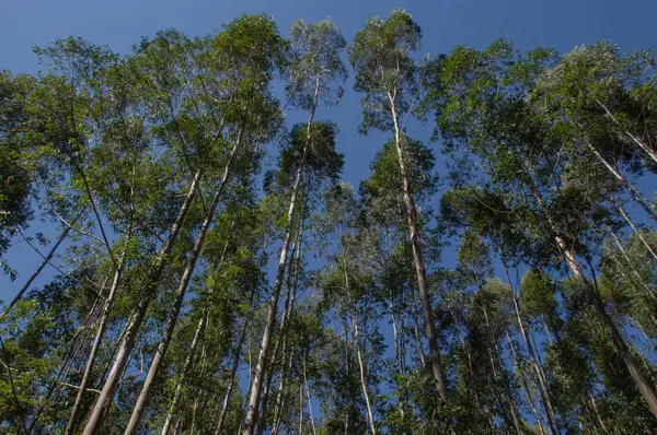 Yaprakları mavi gökyüzünde dallarıyla ilerleyen dev okaliptüs ağaçları ormanı