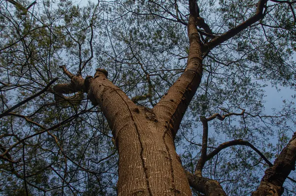 Geniş bir gövdesi olan ağaç, mavi gökyüzünde yeşil yapraklardan oluşan gölgesiyle aşağıdan görülebiliyor.