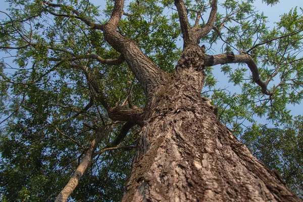 Ön planda gövdesi olan ağaç dalları yeşil yapraklı bir dokunaç oluşturur.