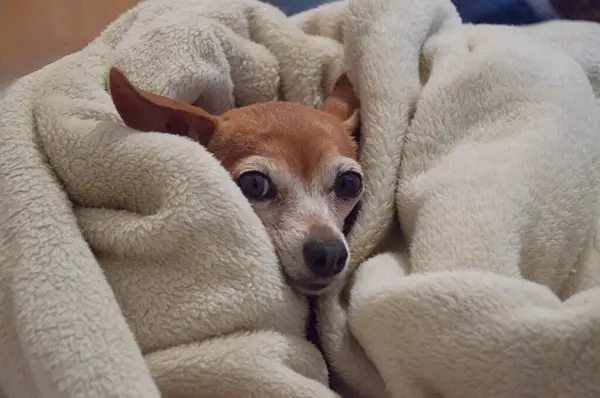 Kış gecesinde gri battaniyeye sarılı soğuk kahverengi pinscher köpeği