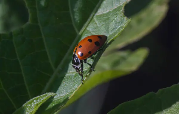 Parlak kırmızı uğur böceği, karakteristik siyah benekleriyle, canlı yeşil bir yaprağın üzerinde duruyor, doğal arka planda keskin bir şekilde duruyor, oysa küçük kanatları ve bacaklarının ayrıntıları görülebiliyor.