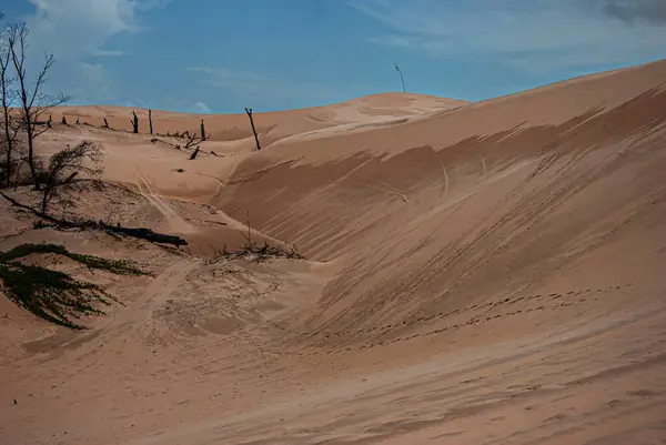  Brezilya 'daki Maranh çarşaflarındaki sarımsı kum tepecikleri kuru ve koyu bitki örtüsüyle