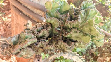 Dikenli yeşil bir kaktüs 