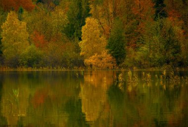 Ormanı yansıtan sakin suyu olan sonbahar ağaçları. Yüksek kalite fotoğraf