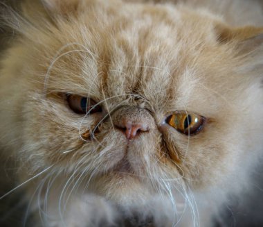 Kırmızı İngiliz Shorthair kedisine yakın plan, İran bej rengi.