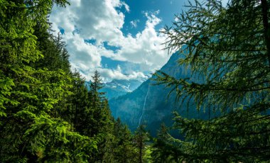 Parlak bir çam ormanı. Arka planda yüksek dağlar var. Mavi ve bulutlu bir günde bir şelale var.