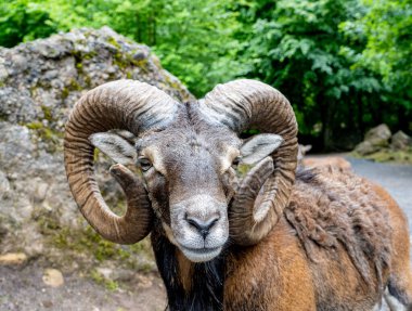 Kahverengi bir koç, yolda büyük boynuzları ve arka planında bir kaya ve ağaçları olan. 