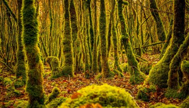 Ağaç gövdeleri ve dallarla kaplı bir sonbahar ormanı. Düşmüş portakal yapraklarından oluşan bir halının üzerinde yosun var.