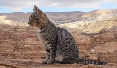 Ürdün 'de Petra Çölü' nde oturup yan bakan bir kedi.