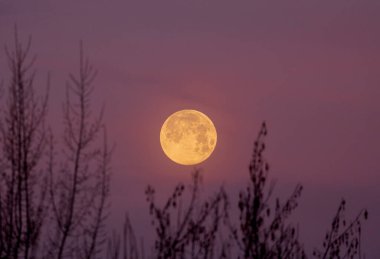 Kış boyunca sarı ay, mor bir gökyüzü ve ön planda dallar