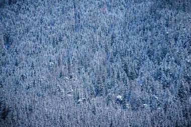 Alpler 'in kışında karla kaplı bir çam ormanına yakın çekim.