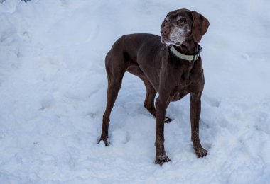 Yaşlı bir Alman köpeği olan Shorthair, Pointer 'ı beyaz bir arka planı olan karda alarma geçirdi.
