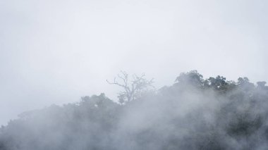 Sis, nemli tropikal bir ormanın görüntüsünü biraz gizliyor. Ağaçtan az yapraklı bir ağaç çıkıyor.