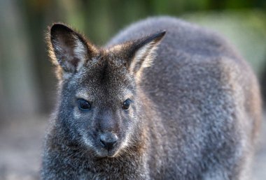 Kanguru kameraya bakıyor ve arka plan bulanık. 