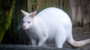 Kanguru arka plan gibi bir ormanla kameraya bakıyor.