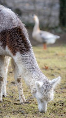 Bulanık bir kaz arka planda durup sakin bir kırsal manzara yaratırken, bir lama otların üzerinde huzur içinde otluyor..