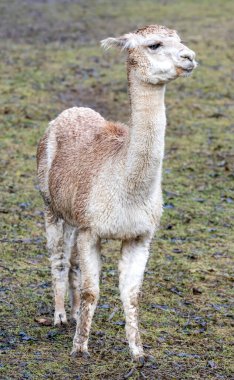 Zarif bir lama yeşil bir tarlada dimdik duruyor, sakin ve meraklı bir ifadeyle mesafeye bakıyor..