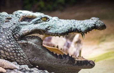 Vahşi bir timsah keskin dişlerini sergileyerek güçlü çenesini açar. Sert, pullu cildi kumlu arka planla çelişiyor..