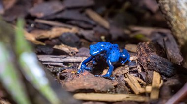 Çarpıcı bir mavi zehirli ok kurbağası, nemli odun parçaları, yosun ve doğal molozlarla çevrili, orman zemininde dinleniyor..