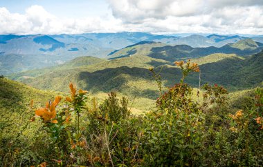 Öndeki parlak turuncu yapraklar, uzak tepeler boyunca uzanan yoğun yağmur ormanlarıyla tezat oluşturuyor..