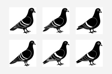 Güvercin siluet vektör ve siyah dizayn beyaz zemin üzerinde izole