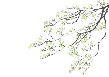 Bir ağacın dalının vektör illüstrasyonu