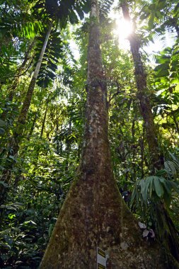 Güneş ışığı, yüksek bir ağacın geniş gövdesini vurgulayarak, yoğun bir tropikal yağmur ormanının gölgesinden süzülür. Yeşil yapraklar ve çeşitli bitki türleri olay yerini çevreleyerek, verimli bir biyolojik çeşitlilik ve dinginlik hissi yaratıyor..