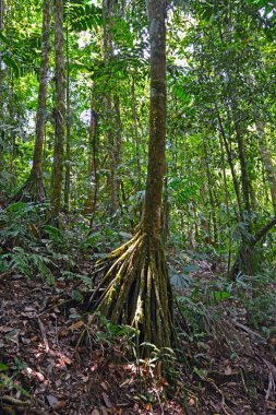 Güneş ışığı, yüksek bir ağacın geniş gövdesini vurgulayarak, yoğun bir tropikal yağmur ormanının gölgesinden süzülür. Yeşil yapraklar ve çeşitli bitki türleri olay yerini çevreleyerek, verimli bir biyolojik çeşitlilik ve dinginlik hissi yaratıyor..