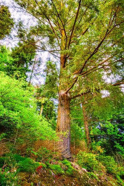 Fransa 'nın Occitanie bölgesindeki Montagne Noire kentindeki ormanlar, Kameralar Gölü' nü çevrelemektedir..