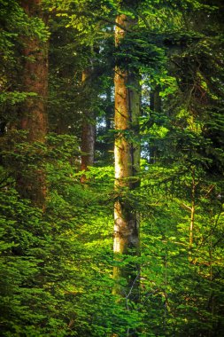 Fransa 'nın Occitanie bölgesindeki Montagne Noire kentindeki ormanlar, Kameralar Gölü' nü çevrelemektedir..