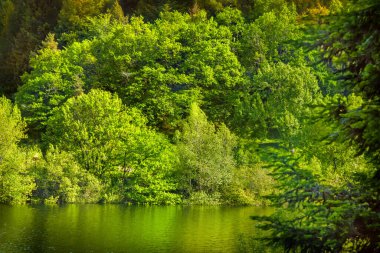 Fransa 'nın Occitanie bölgesindeki Montagne Noire kentindeki ormanlar, Kameralar Gölü' nü çevrelemektedir..