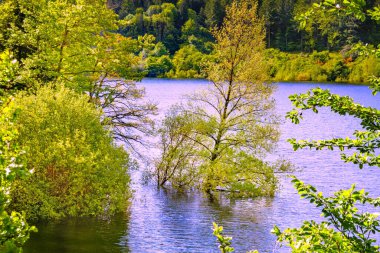 Fransa 'nın Occitanie bölgesindeki Montagne Noire kentindeki ormanlar, Kameralar Gölü' nü çevrelemektedir..