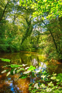 Fransız Occitania 'daki Orbieu Nehri. Kaynağı Aude 'deki Corbires' te..